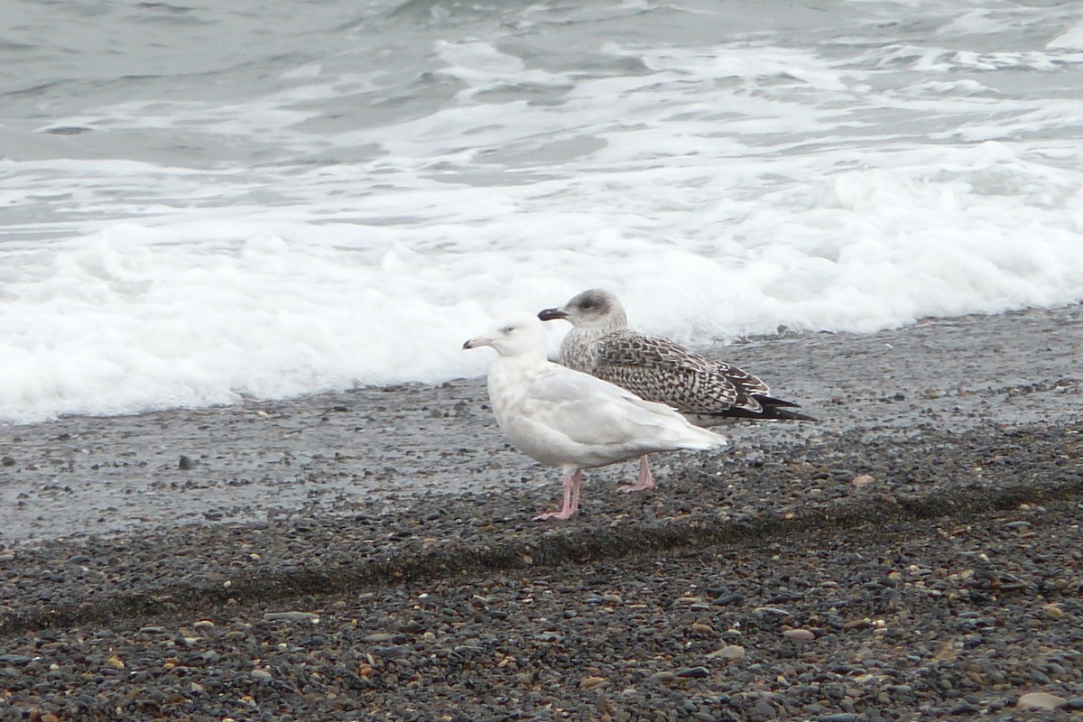 Great Black-backed Gull - Steve Heinl