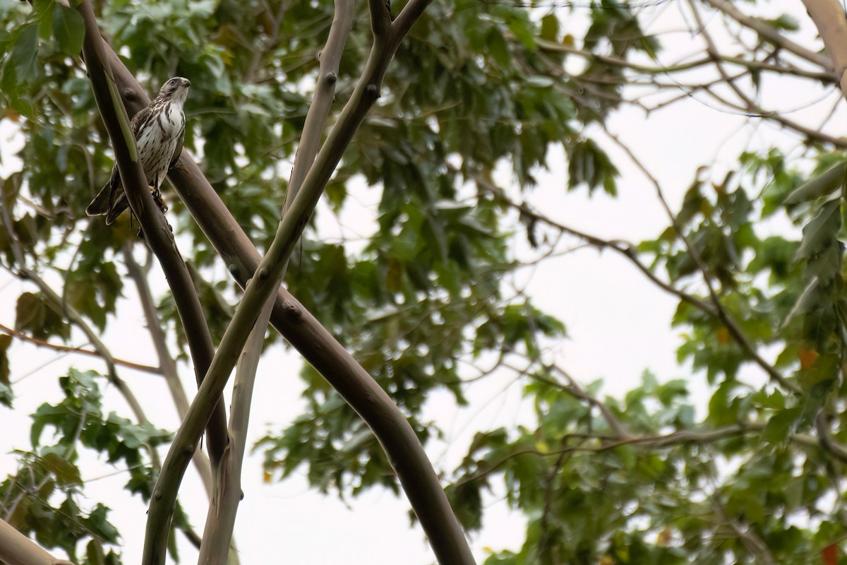 Broad-winged Hawk (Northern) - ML560568701