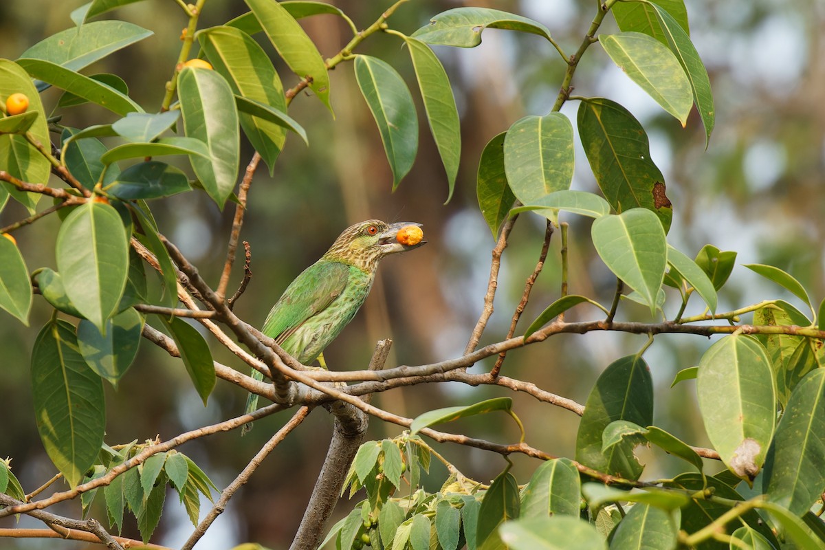 Green-eared Barbet - ML560568741