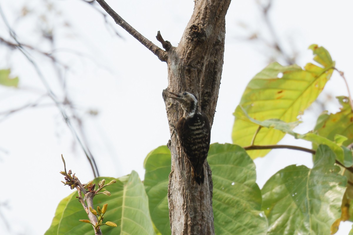 Gray-capped Pygmy Woodpecker - ML560568811