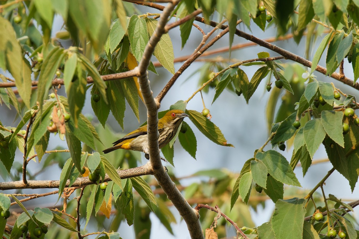 Yellow-vented Flowerpecker - ML560569221