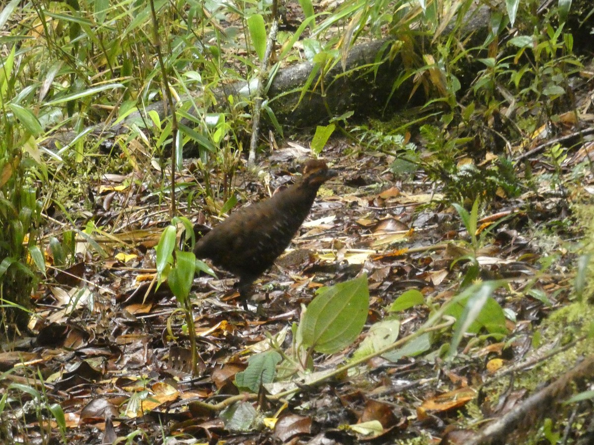 Stripe-faced Wood-Quail - Nathan Heuver