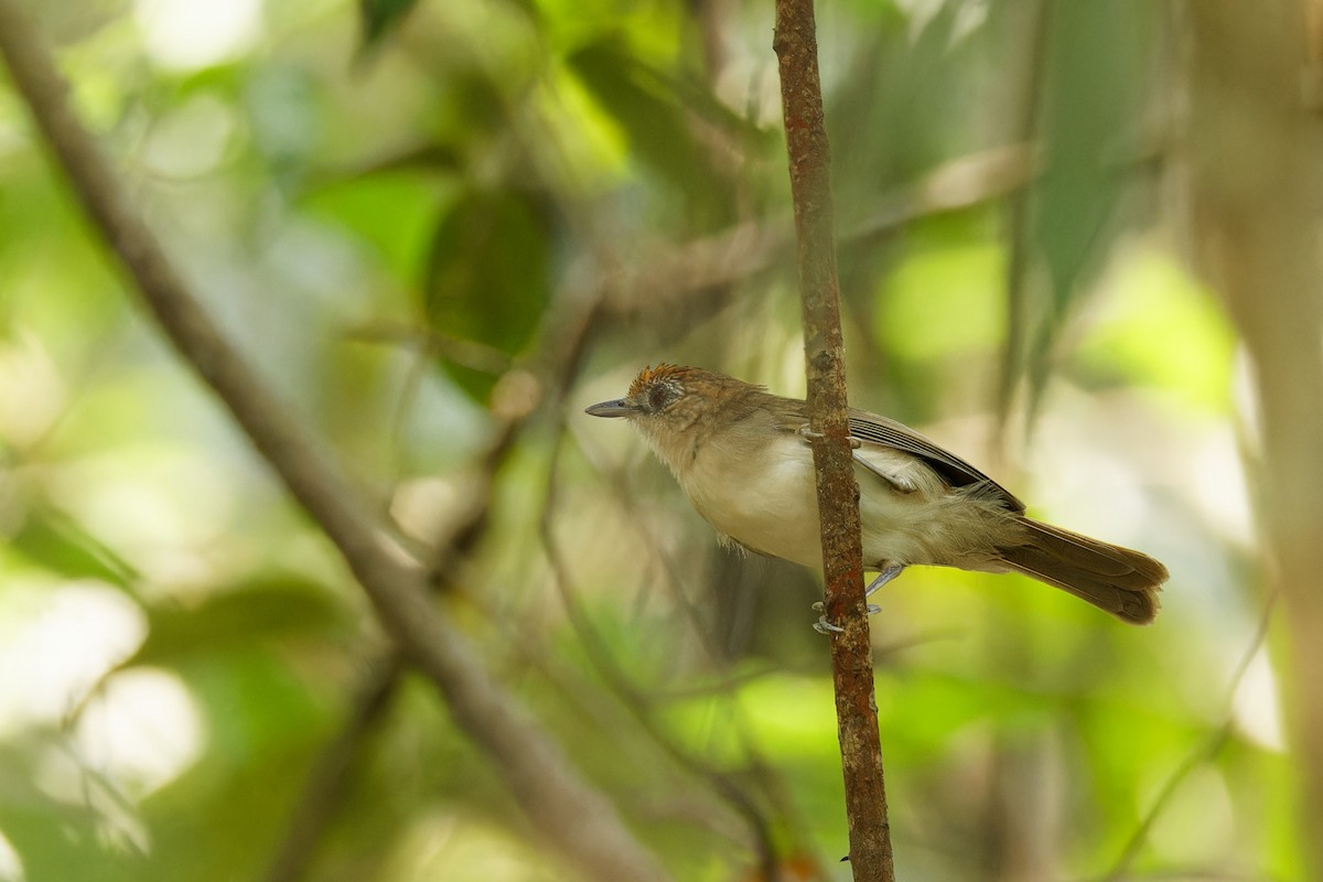 Scaly-crowned Babbler - ML560570471