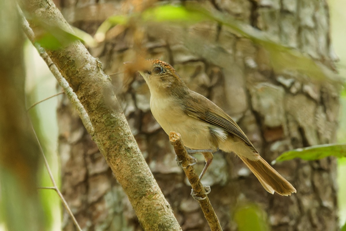 Scaly-crowned Babbler - ML560570481