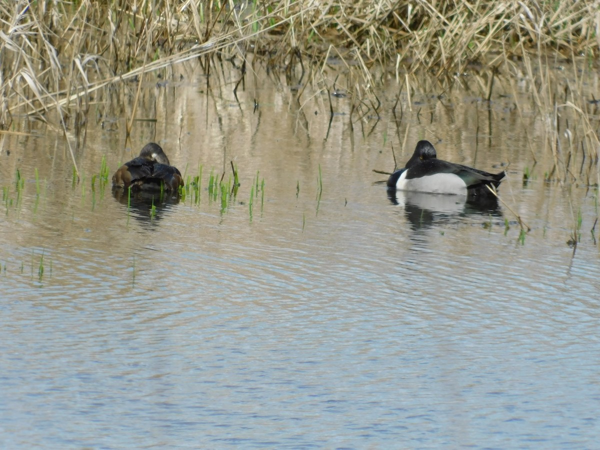 Ring-necked Duck - ML560571181