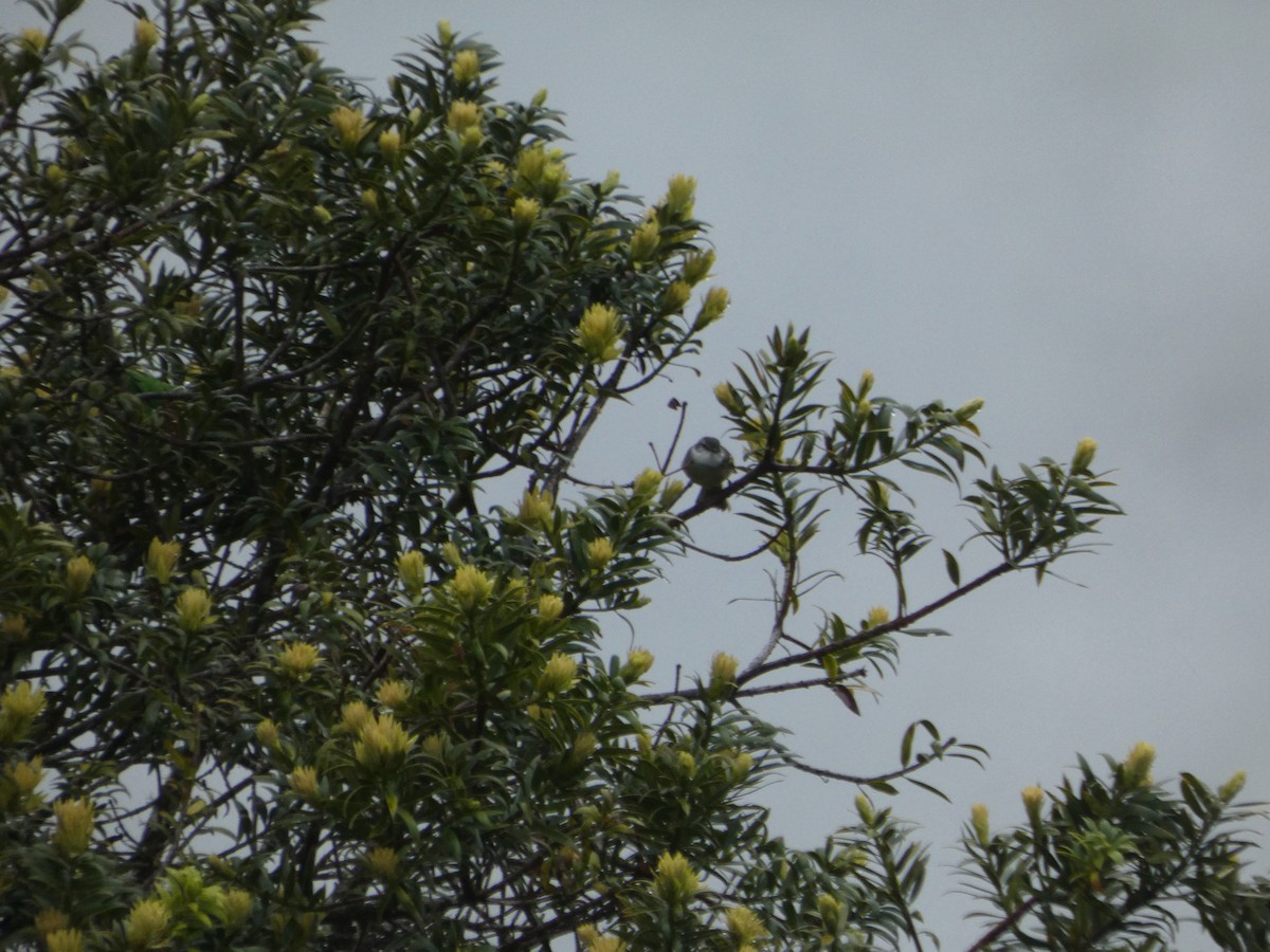 White-throated Tyrannulet - ML560571201