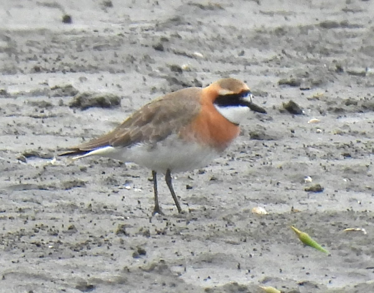 Siberian/Tibetan Sand-Plover - Scott Weaver