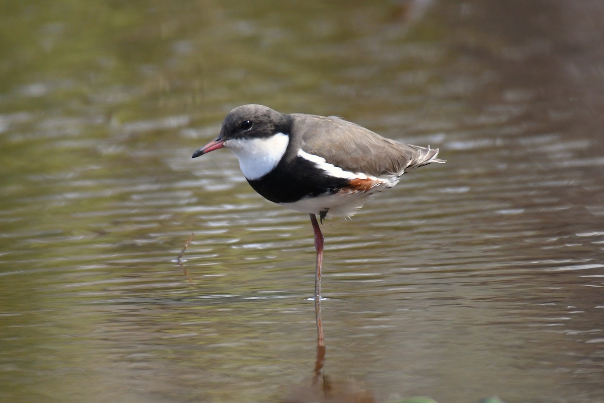 Red-kneed Dotterel - ML560571491