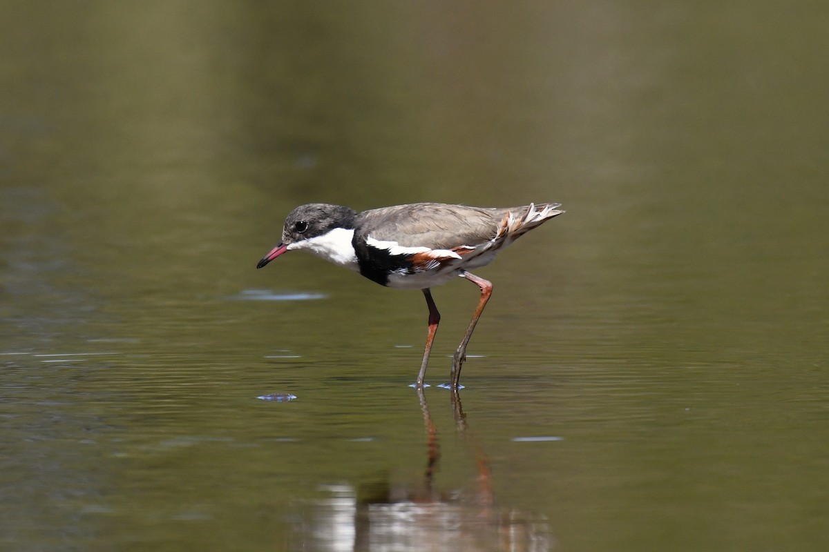 Red-kneed Dotterel - ML560571601