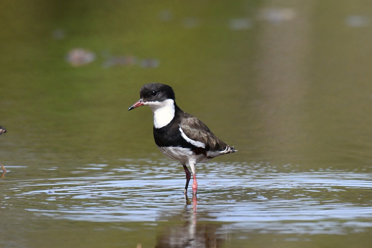 Red-kneed Dotterel - ML560571651