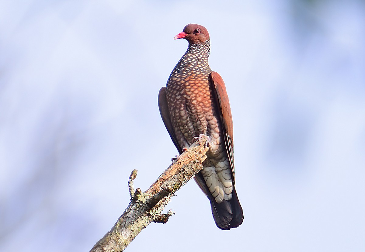 Scaled Pigeon - ML560571671