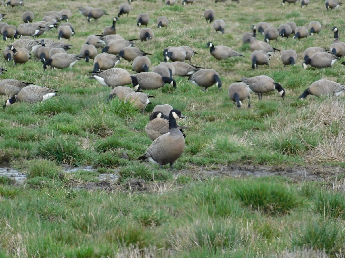 Cackling Goose - ML560571811