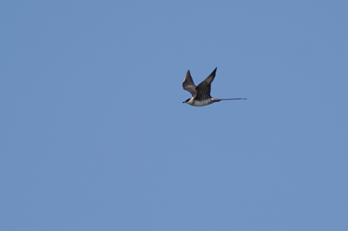 Long-tailed Jaeger - ML560572181