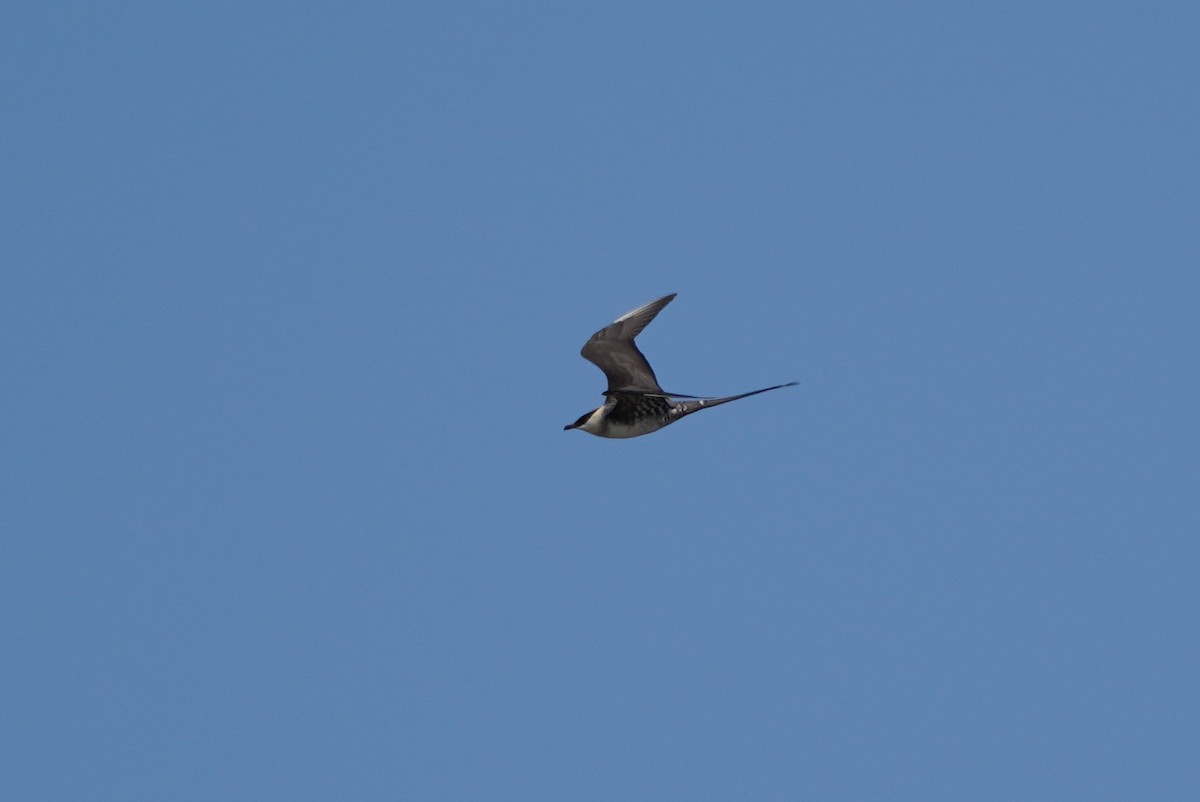 Long-tailed Jaeger - ML560572361