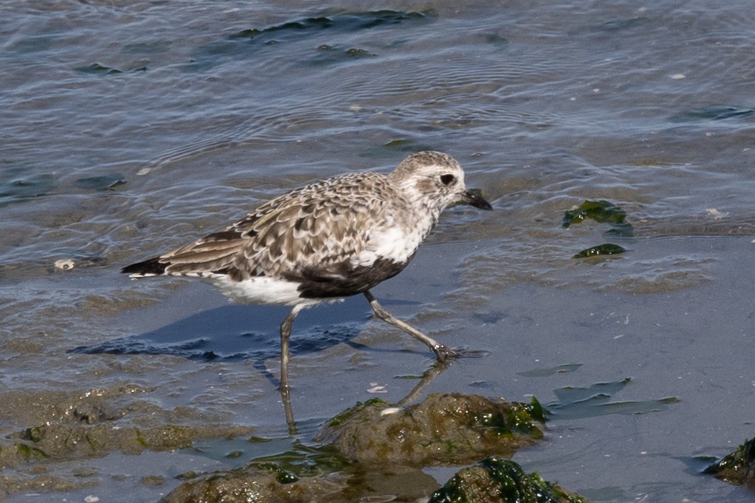 Black-bellied Plover - ML560573171