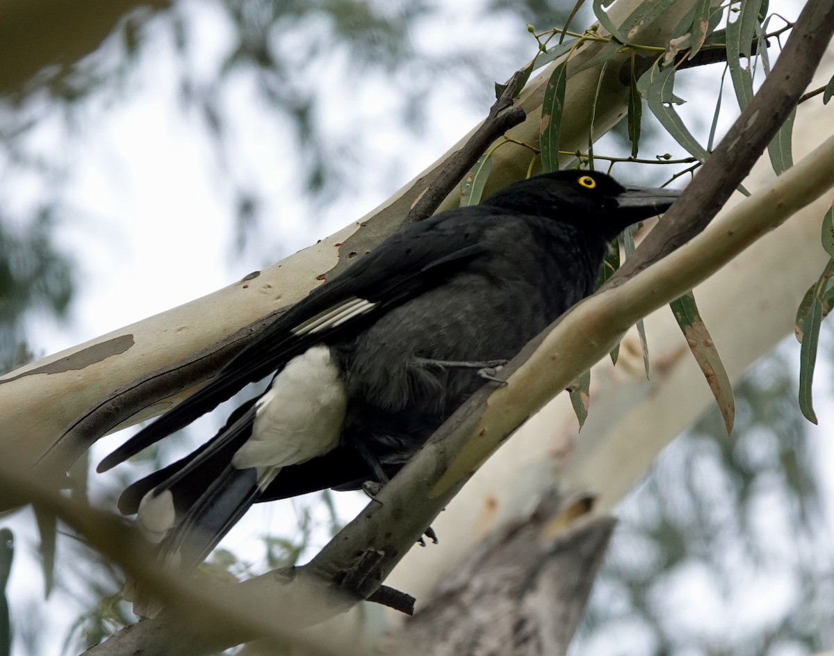 Pied Currawong - ML560573291