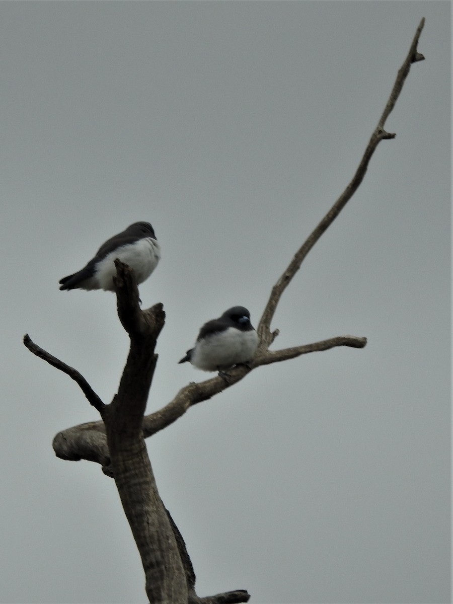 White-breasted Woodswallow - David Eddington