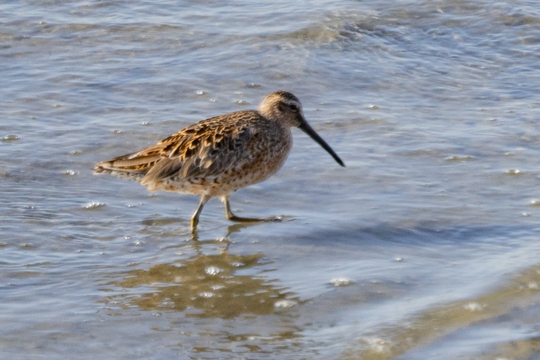 Short-billed Dowitcher - ML560573531