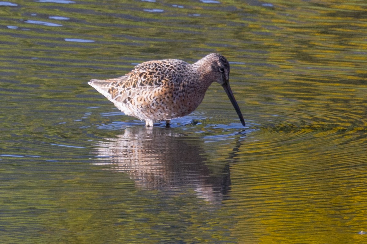 Short-billed Dowitcher - Loni Ye