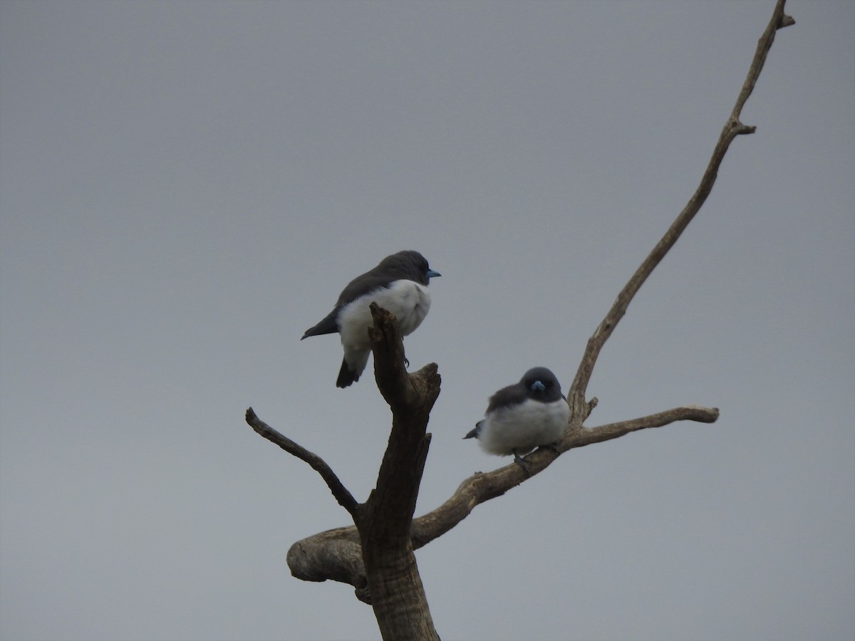 White-breasted Woodswallow - David Eddington
