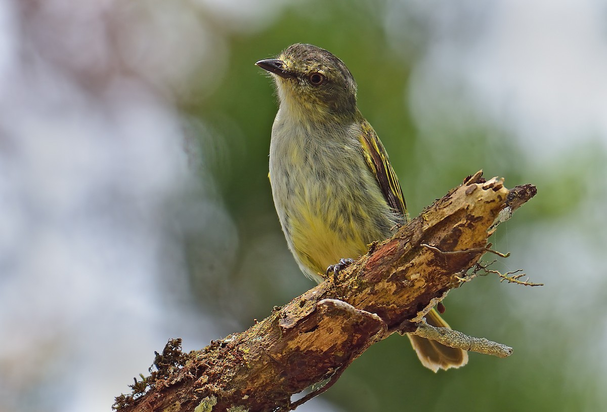 Mistletoe Tyrannulet - ML560574161