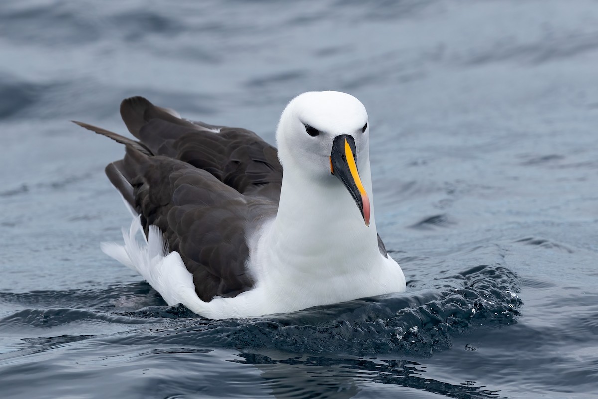 Indian Yellow-nosed Albatross - Rohan Clarke