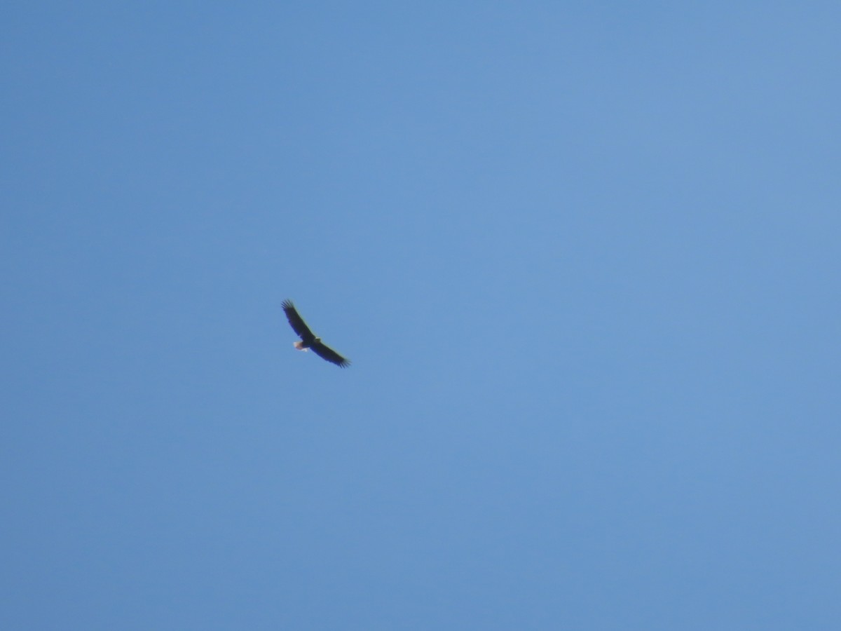 Bald Eagle - ML560575081