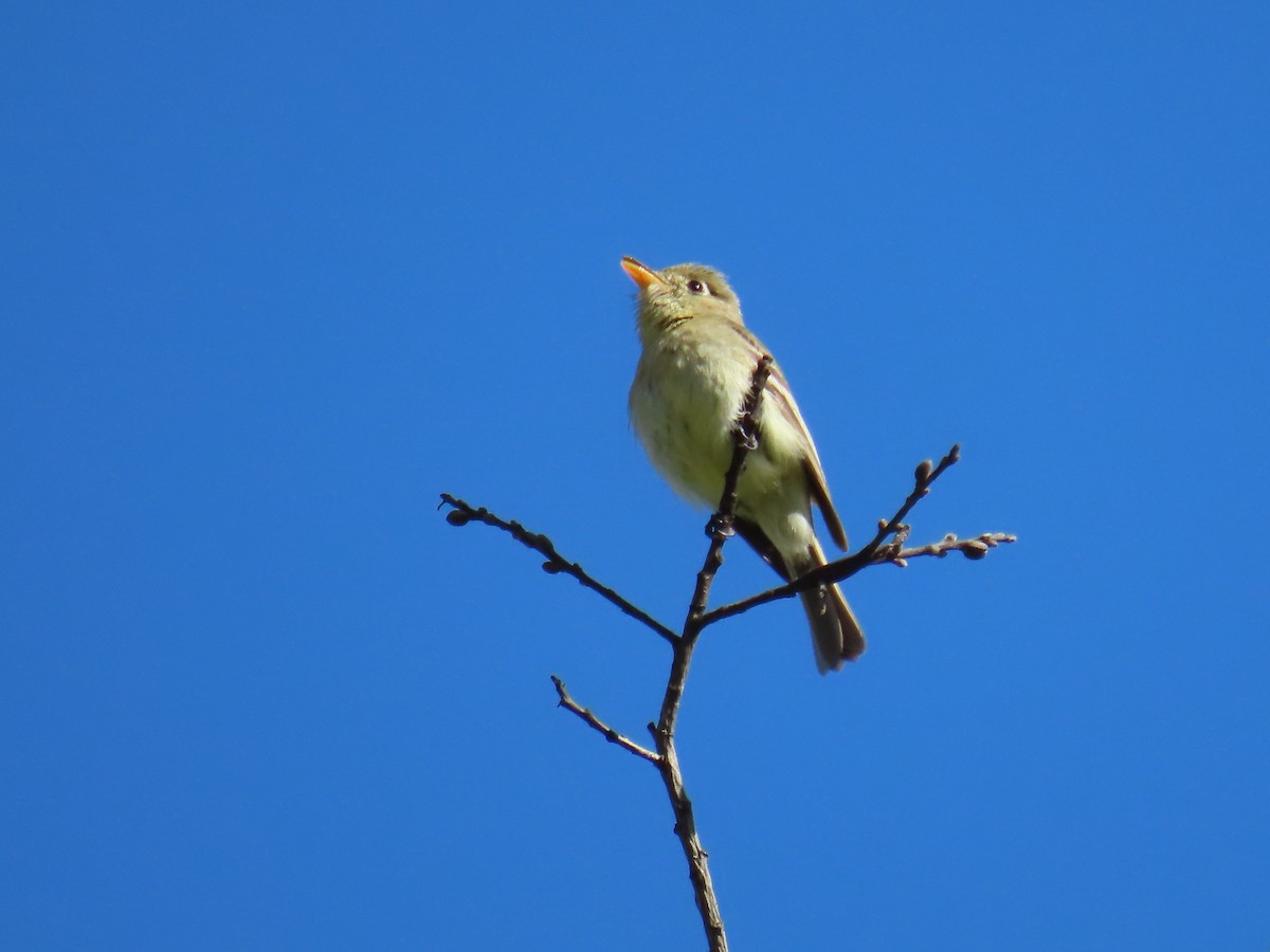 Western Flycatcher (Pacific-slope) - ML560575151