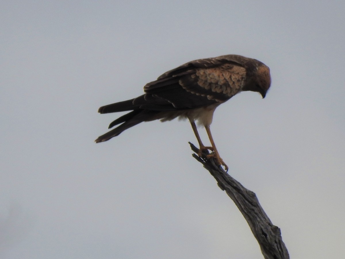 Spotted Harrier - David Eddington