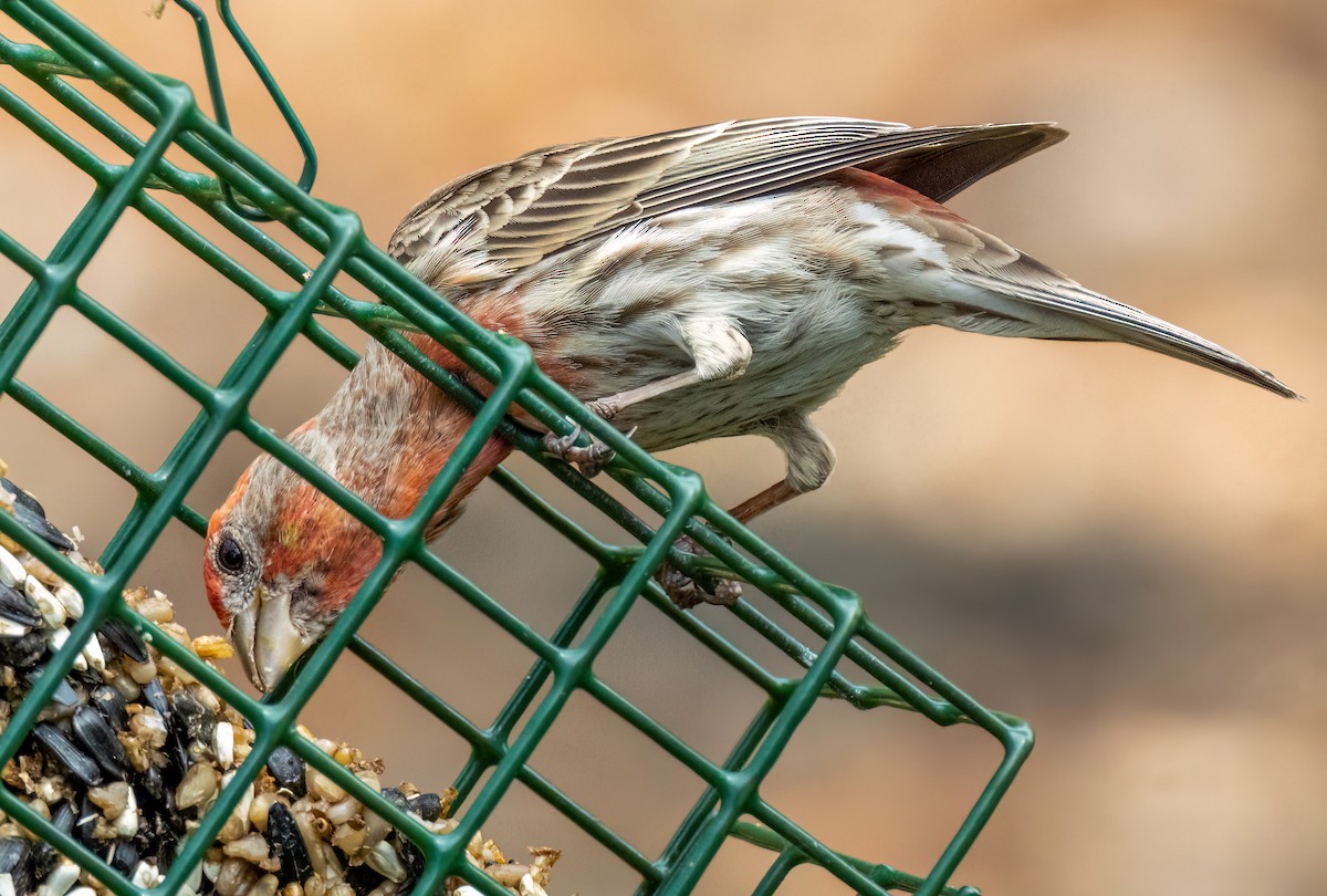 House Finch - ML560575671