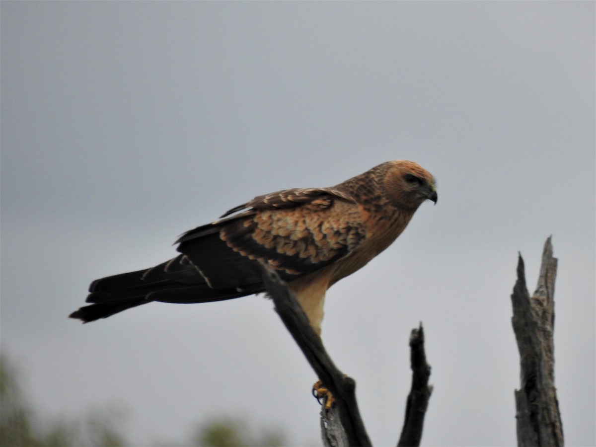 Spotted Harrier - David Eddington