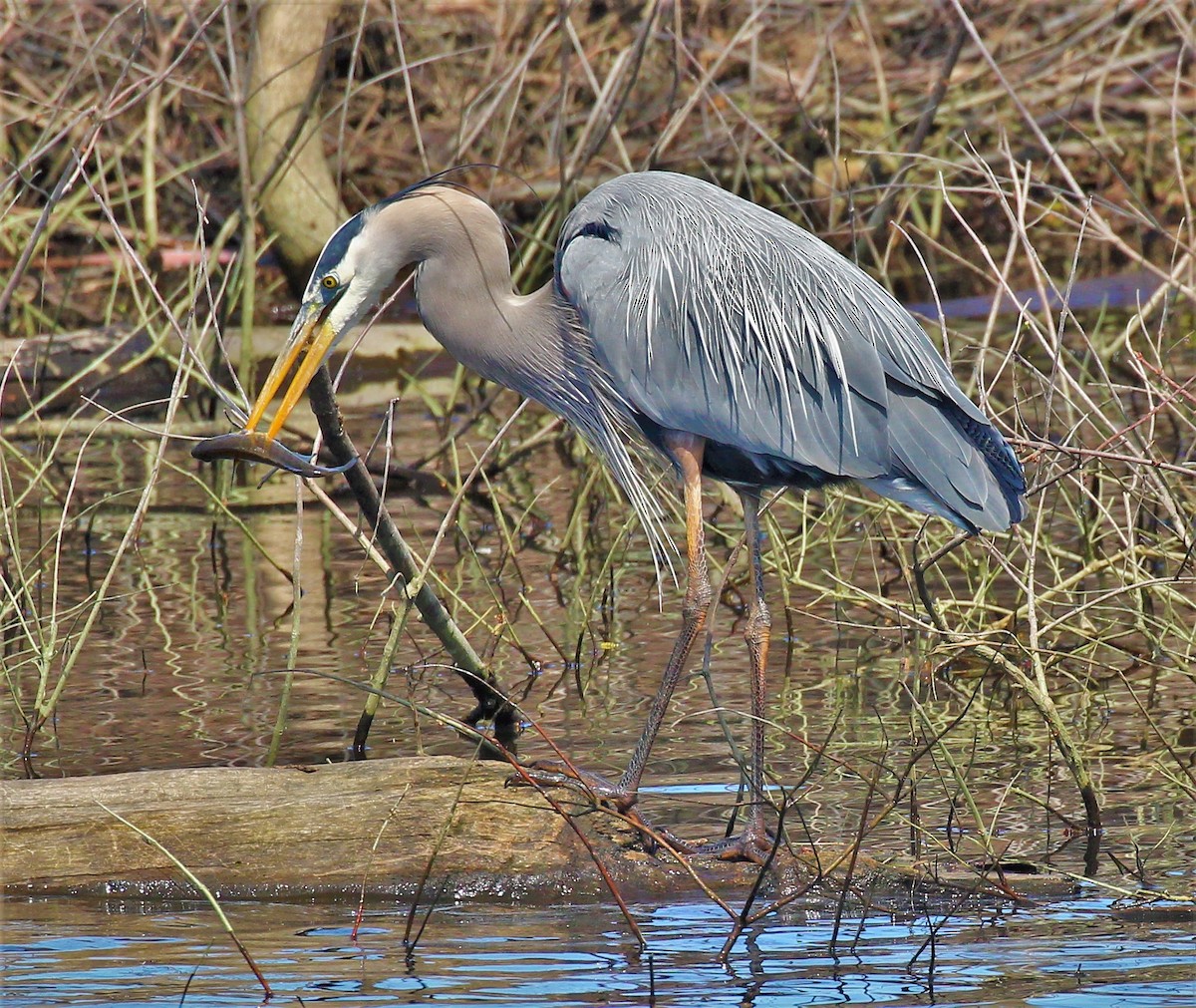 Great Blue Heron - Theresa Gessing