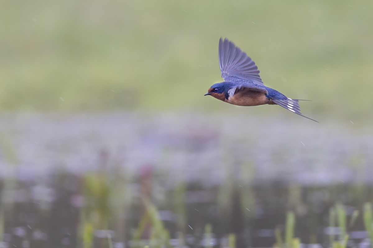 Barn Swallow - ML560577951