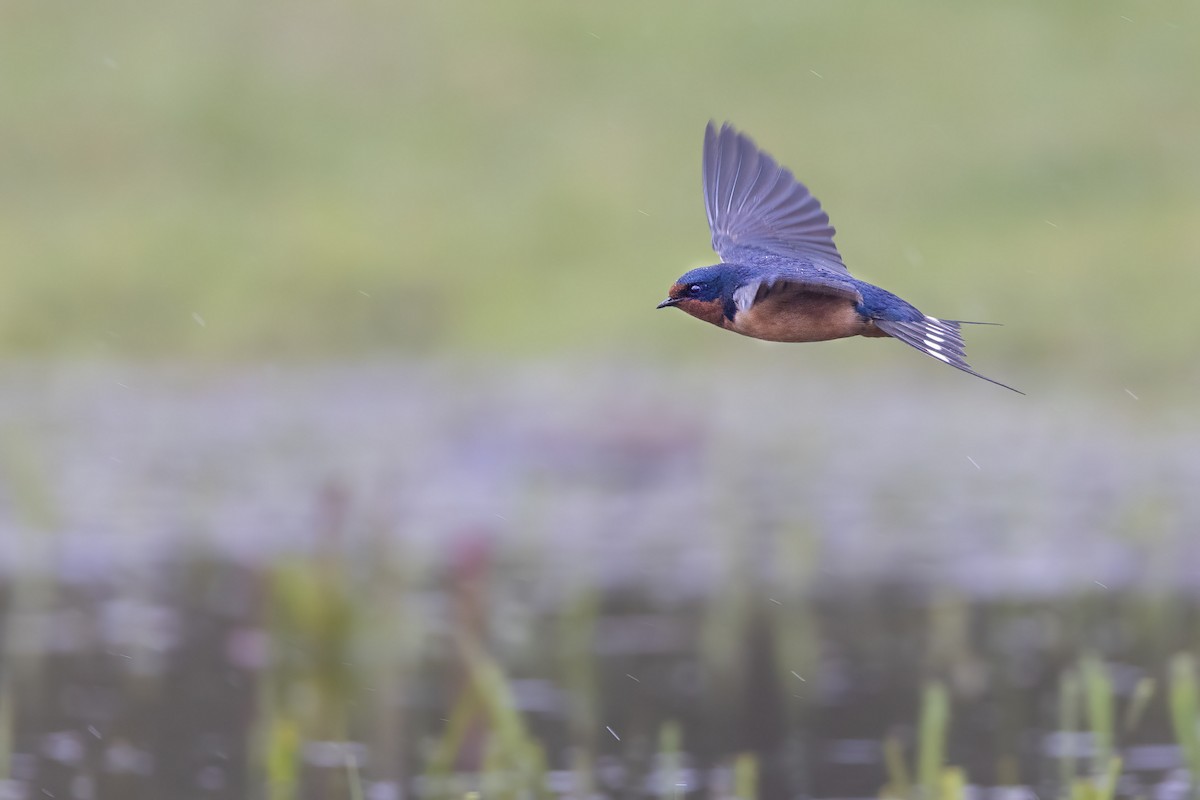 Barn Swallow - ML560577951