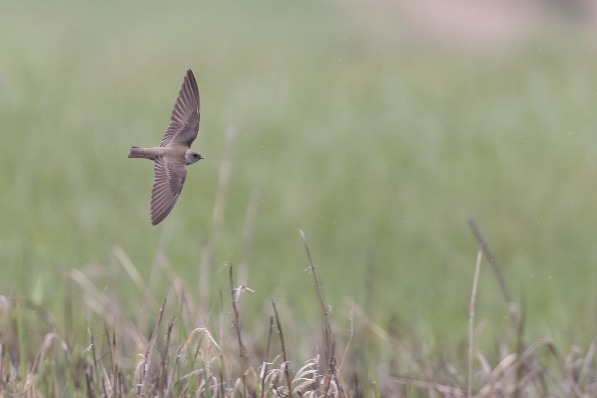 Hirondelle à ailes hérissées - ML560578061