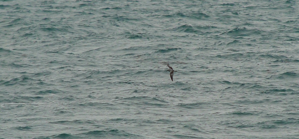 Buller's Shearwater - Steve Heinl