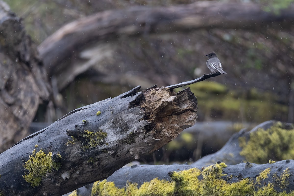 Black Phoebe - Liam Hutcheson