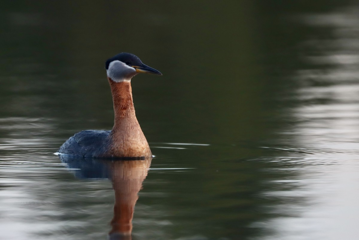 アカエリカイツブリ - ML560578181