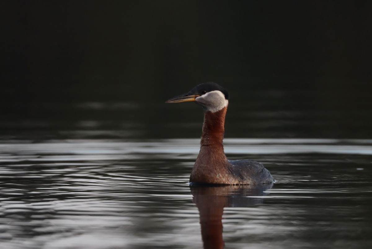 アカエリカイツブリ - ML560578681