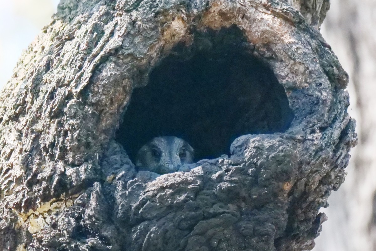 Australian Owlet-nightjar - ML560579361