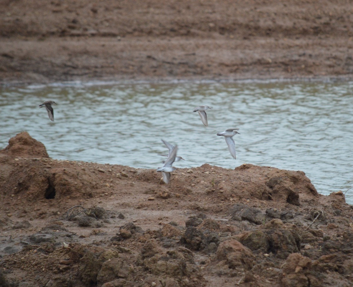 Semipalmated Sandpiper - Dan Doughty