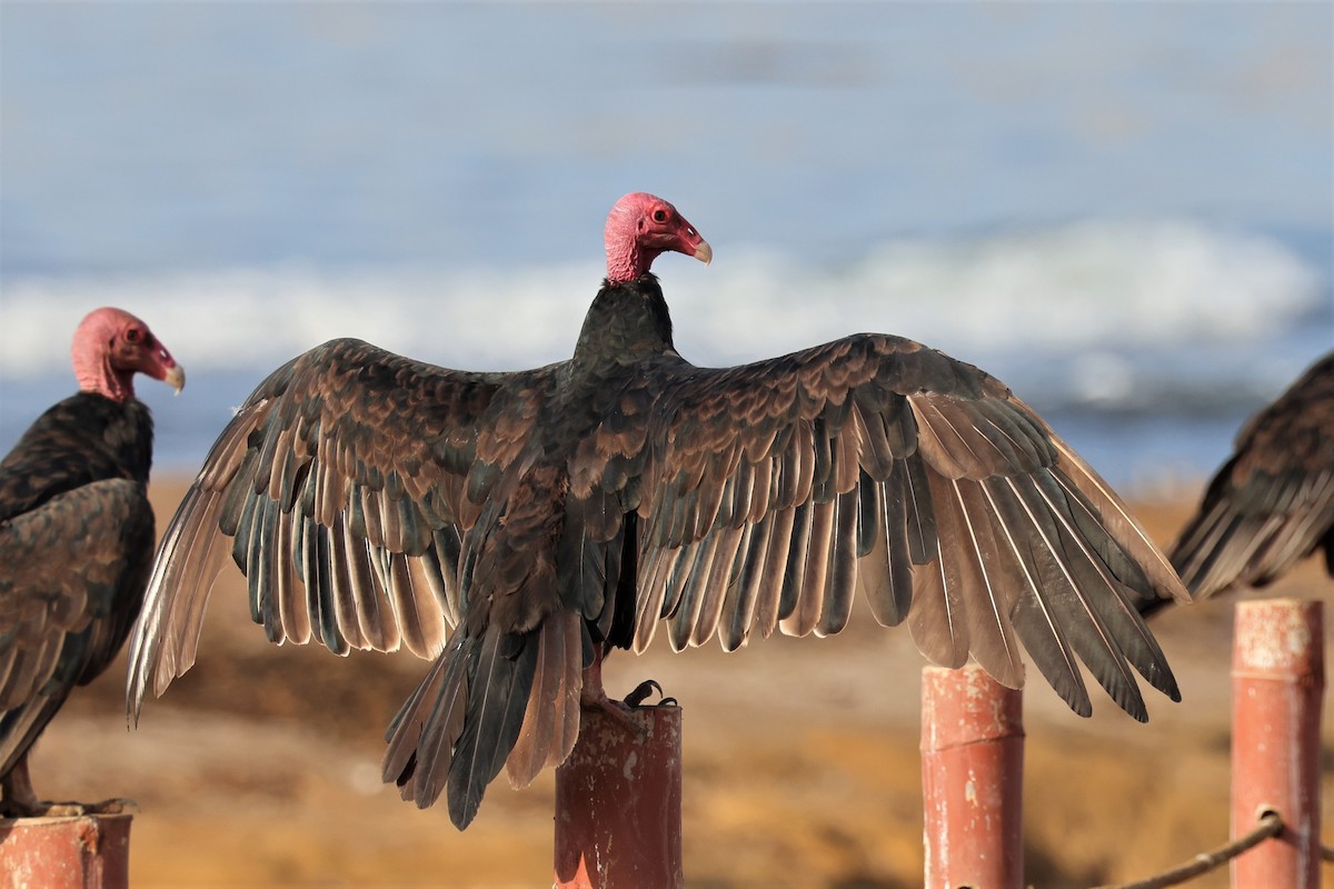 Turkey Vulture (South Temperate) - ML560580781