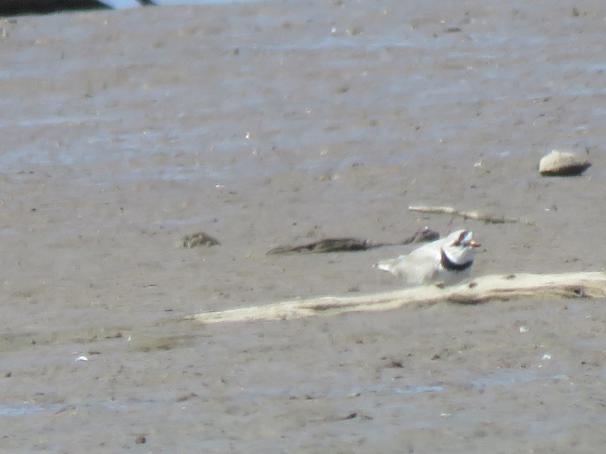 Piping Plover - ML560581721