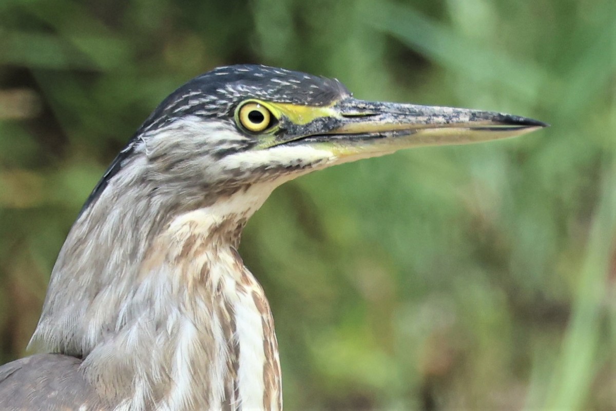 Striated Heron - ML560581951