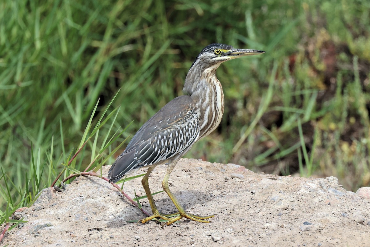 Striated Heron - ML560581971