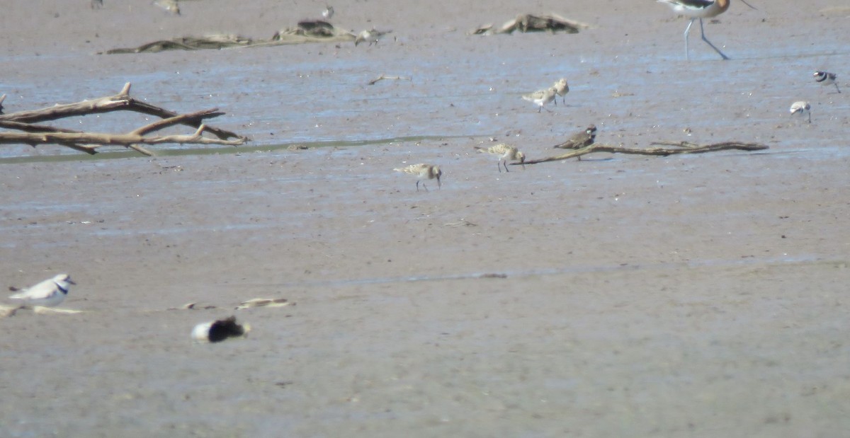 Piping Plover - ML560582001