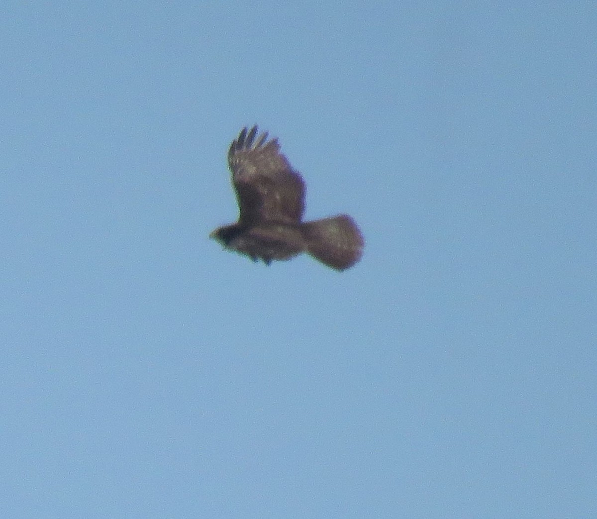 Red-tailed Hawk (Harlan's) - ML560582051