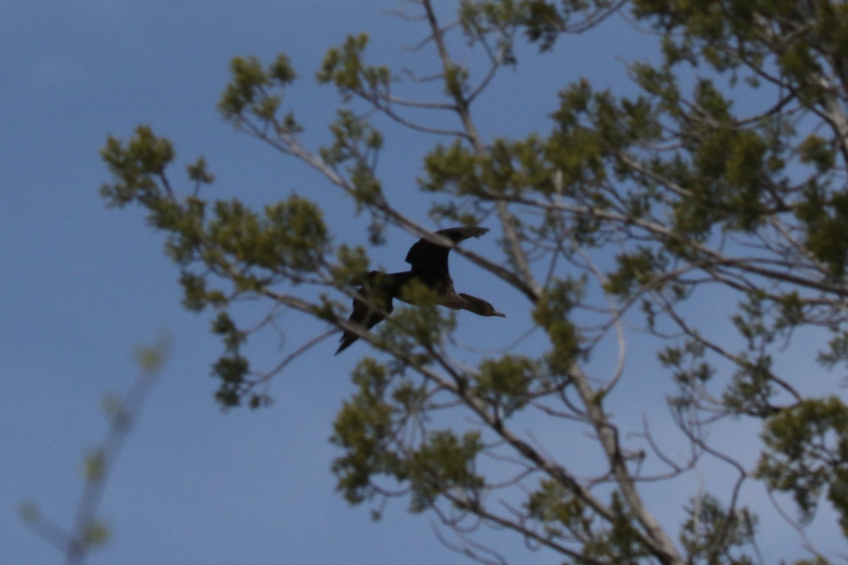 Double-crested Cormorant - ML560582211