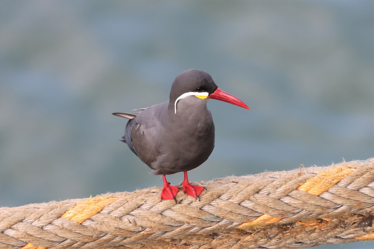 Inca Tern - ML560582541