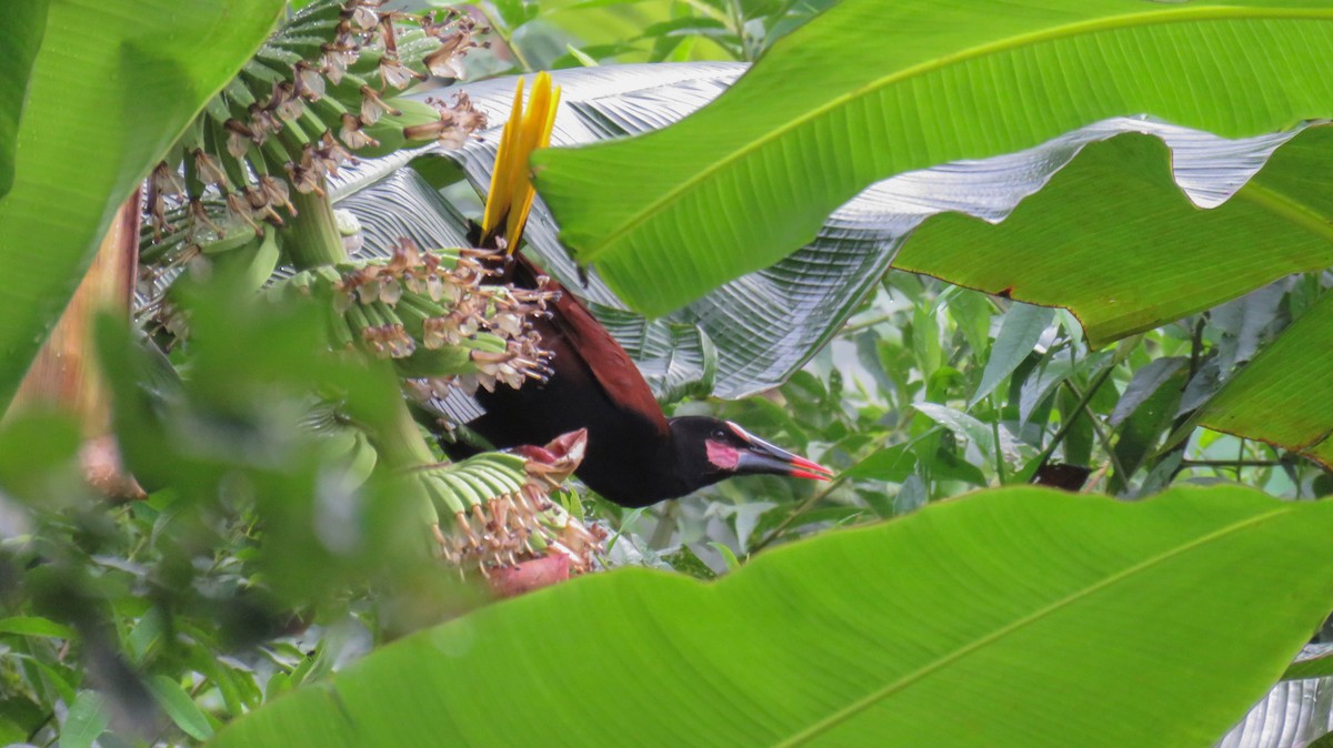 Baudo Oropendola - Jorge Muñoz García   CAQUETA BIRDING